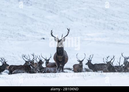 Schottischer Rotwild (Cervus elaphus) im Winterschnee in Schottland Stockfoto