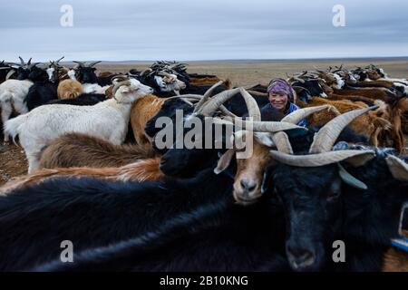 Mongolische Nomaden melken Ziegen in der Wüste Gobi, in der Mongolei Stockfoto