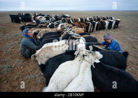 Mongolische Nomaden melken Ziegen in der Wüste Gobi, in der Mongolei Stockfoto