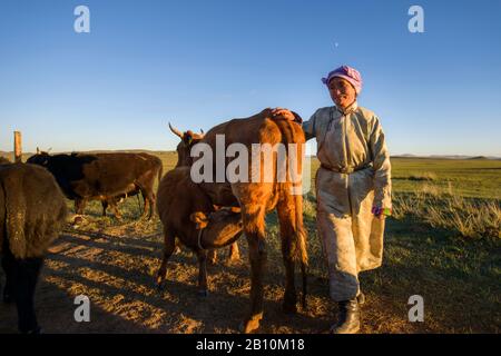 Mongolische Nomadenfrauen mit Milchkühen in der Steppe, der Mongolei Stockfoto