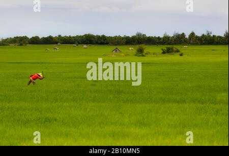 Bauern auf Reisterrassen aus South Luzon, Philippinen Stockfoto