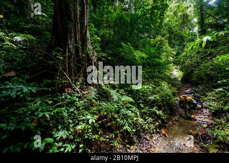 Fahrradtour im Dschungel, Sulawesi, Indonesien Stockfoto