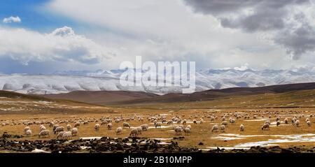 Die Schafe weiden auf 4600 m auf der tibetischen Hochebene, Provinz Qinghai, China Stockfoto