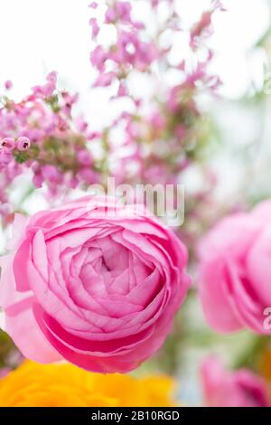 Nahaufnahme eines rosafarbenen Ranunculus. Eine weitere und einige wilde Blumen befinden sich um den wichtigsten Ranunculus. Stockfoto