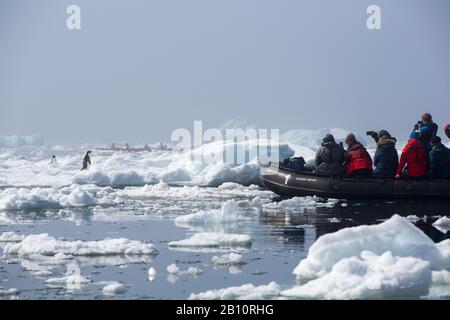 Zodiacs von einem Expeditionskreuzschiff, das mit Adélie Pinguins, P, durch die Yalour-Inseln, den Wilhelm Archipel, Antarktis führt Stockfoto