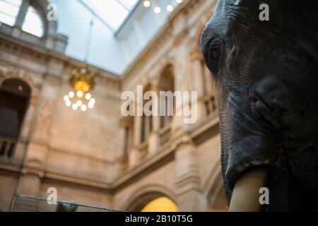 Glasgow, Schottland/Großbritannien - 30. Juni 2019: Sir Roger the Elephant ist seit 1902 in der Kelvingrove Art Gallery and Museum zu sehen. Stockfoto