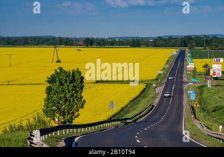 Rapsfelder, Quelle für Rapsöl, das im Frühjahr blüht, von der Straße in der Nähe von Dobromierz, Niedermösien, Polen aus gesehen Stockfoto