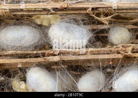 Seidenraupenkokons, Bao Loc, Provinz Lam Dong, Vietnam, Asien Stockfoto