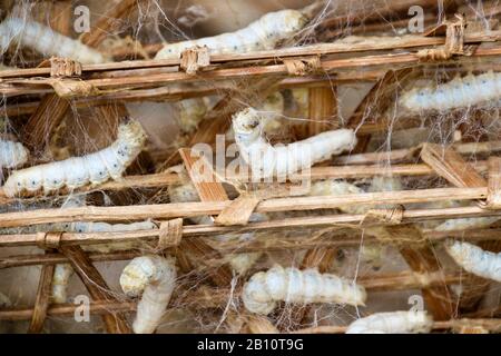 Seidenraupen, Bao Loc, Provinz Lam Dong, Vietnam, Asien Stockfoto