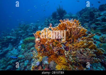 Karibisches Korallenriffe mit Erdhügel von Brandkorallen Millepora alcicornis oder Meerringer Stockfoto