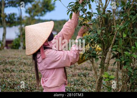 Teepicker, Bao Loc, Provinz Lam Dong, Vietnam, Asien Stockfoto