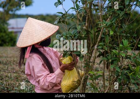 Teepicker, Bao Loc, Provinz Lam Dong, Vietnam, Asien Stockfoto