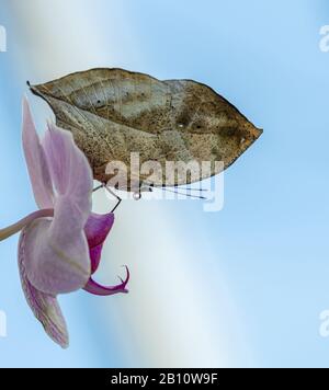 Geschlossener Schmetterling, der wie ein Blatt auf Orchideenblume, Zoo aussieht Stockfoto