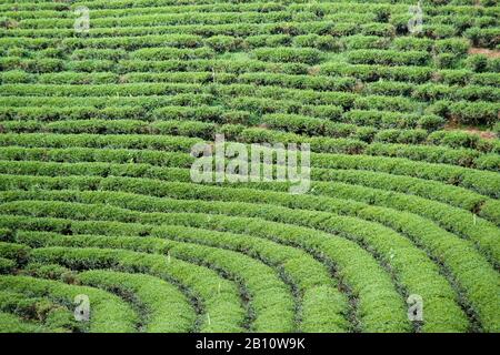 Teeplantage, Bao Loc, Provinz Lam Dong, Vietnam, Asien Stockfoto
