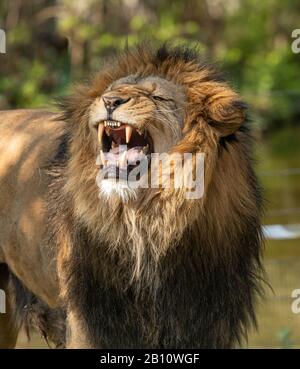 Löwenmännchen brüllt mit Zähnen, Zoo Stockfoto