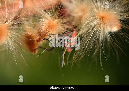 Roter Wanze, der durch die Samenkapsel eines Oleanders geht Stockfoto