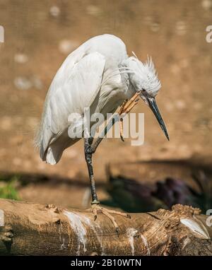 Weißes Egrett, das auf einem Bein auf dem Holzkarren steht und den Kopf kratzt, im Zoo Stockfoto