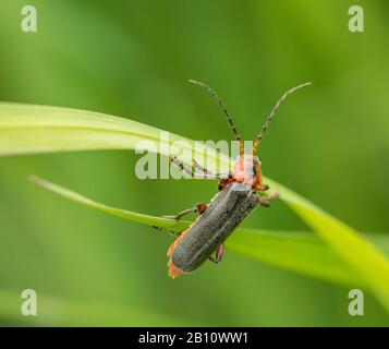 Longhorn-Käfer, der auf Grasblättern krabbelt, wild, detailreich Stockfoto