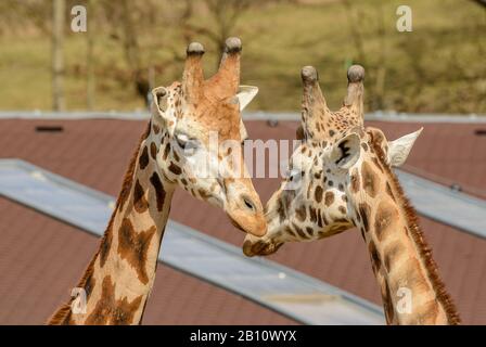 Leiter von zwei Giraffen, die sich im Zoo verbinden Stockfoto