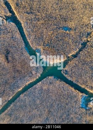 Ein Schilffeld inmitten des Schilfgürtels von Neusiedler See bei Breitenbrunn im burgenländischen Österreich an einem kalten Wintermorgen mit gefrorenem Wasser Stockfoto