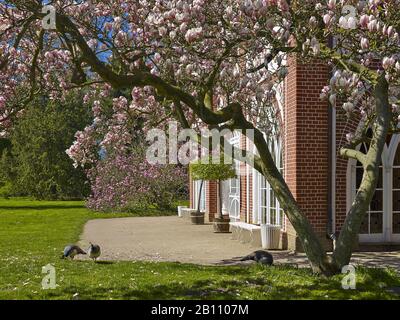Magnolia Blossom im gotischen Haus im Wörlitzer Park, Sachsen-Anhalt, Deutschland Stockfoto