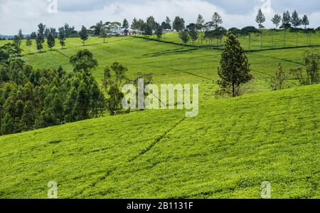 Teepicker in der Nähe von Fort Portal in Uganda, Afrika Stockfoto