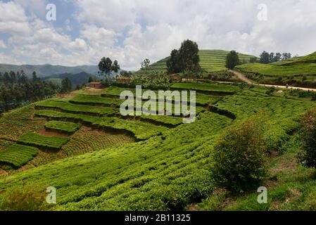Teeplantagen im Westen Ruandas, Afrika Stockfoto