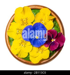 Frische essbare Blumen, geschorene Panse über Feldsalatblättern in Holzschale. Gelbe, violette und violette Blüten von Viola cornuta, geschoren violett. Stockfoto