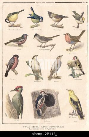 MÉSANGE PINSON Supplément illustré du Petit Journal Roitelet huppé ROUGE-SCHLUCHT MÉSANGE à téte bleue tète noire ROUSSEROLLE, MÉSANGE hupée ROSSIGNOL CEUX QU'IL FAUT PROTEGER Les oiseaux utiles à l'agriculture - MÉSANGE PINSON Illustrierte Beilage des Petit Journal Roitelet creed ROUGE, mit SCHWARZEM Kopf MÉSANGE Roed ROUGE Crested MOUGH ROSSIGNOL DIEJENIGEN, DIE ALS GESCHÜTZTE Vögel nützlich für die Landwirtschaft - In "Le Petit Journal" Französisch Illustrierte Zeitung - Stockfoto