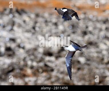 Rußige Laterne (Sterna fuscata, Onychoprion fuscatus), zwei rußige Laternen im Flug, Afrika, Insel Ascension Stockfoto