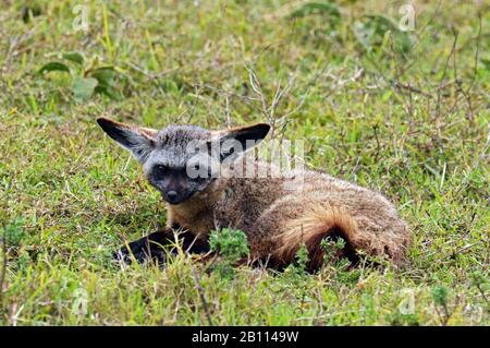 Fledermaus-Fuchs (Otocyon megalotis), liegt im Gras, Tansania, Ngorongoro-Krater Stockfoto