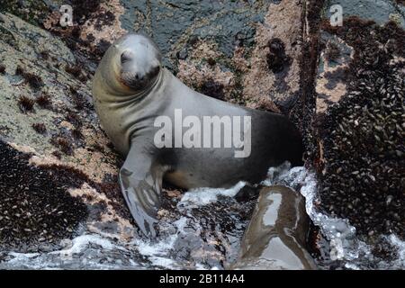 Südlicher Seelöwe, südamerikanischer Seelöwe, patagonischer Seelöwe (Otaria flavescens, Otaria byronia), an der felsigen Küste Perus Stockfoto