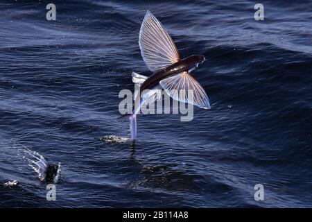 Fliegende Fischarten, die von der Meeresoberfläche, dem Atlantik, abfliegen Stockfoto