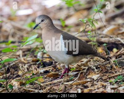 Grenada Taube (Leptotila wellsi), auf dem Boden, Seitenansicht, Grenada Stockfoto