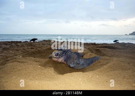 Lederschildkröte, Lederschildkröte, Kunstschildkröte, Luttenschildkröte (Dermochelys coriacea), größte lebende Schildkröte, am Strand, Trinidad und Tobago, Trinidad Stockfoto