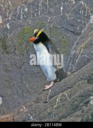 Großkrempelpinguin (Eudyptes sclateri), steht auf einem Felsen, Neuseeland Stockfoto