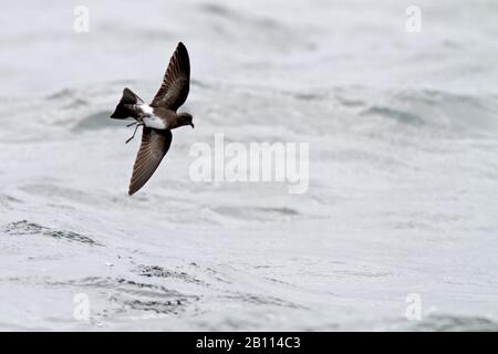 Elliots Sturmpetrel (Oceanites gracilis), im Flug über den pazifischen Ozean, Peru Stockfoto