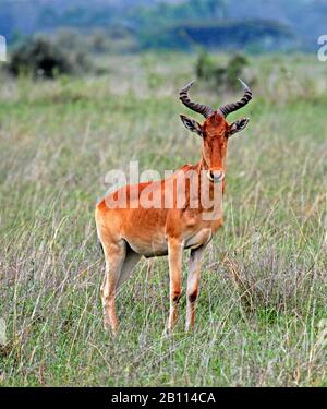 Red Hartebeest (Alcelaphus buselaphus), steht in Savanne, Kenia Stockfoto