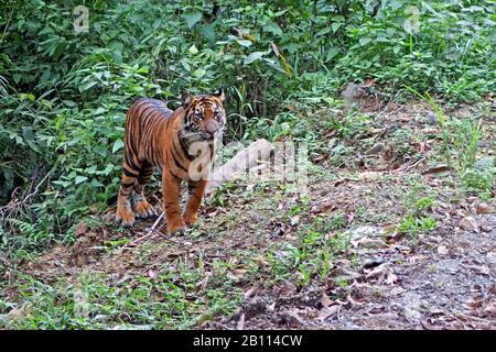 Sumatran-Tiger (Panthera tigris sumatrae) in seinem Lebensraum, Indonesien, Sumatra Stockfoto