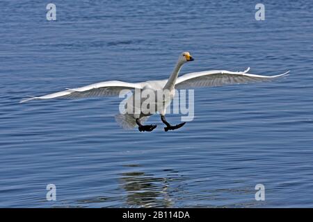 Whooper-Schwan (Cygnus cygnus), Landung in Wasser, Japan, Hokkaido Stockfoto