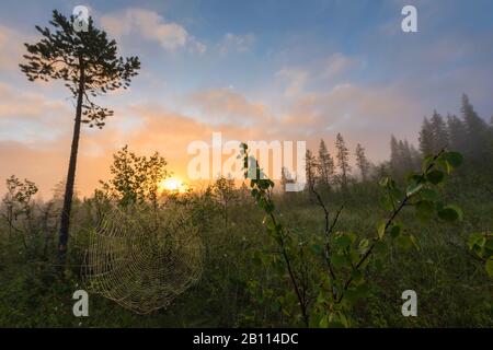 Morgenstimmung in einem Sumpf, Skandinavien, Lappland, Norrbotten, Gällivare Stockfoto