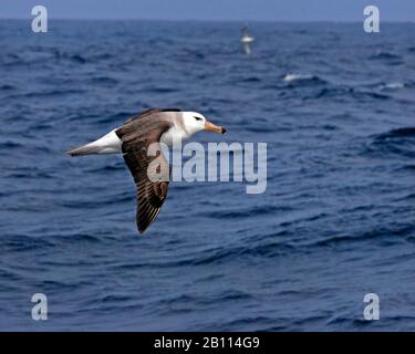 Schwarz durchbrochenes Albatross (Thalassarche melanophris, Diomedea melanophris), unausgereift über den Ozean in der Nähe der Antarktis fliegen Stockfoto