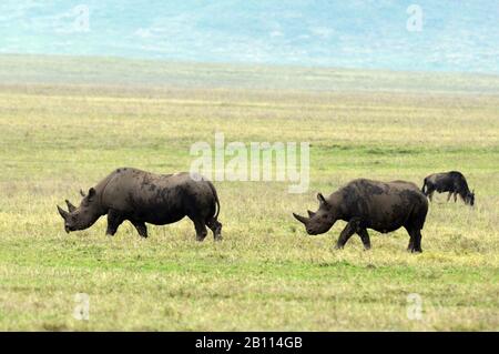 Schwarze Nashörner, hoked-lipped Nashorn, Nashorn (Diceros bicornis), zwei schwarze Nashörner in Savanne, Tansania, Ngorongoro-Krater Stockfoto
