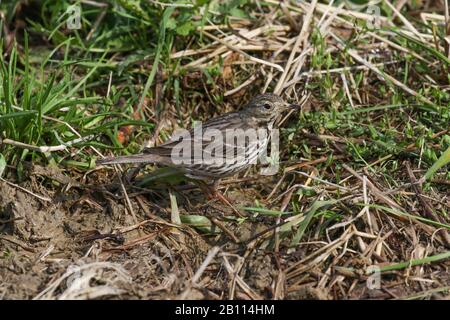 Asiatischer Buff-belaubte Pipit (Anthus rubescens japonicus), an Land mit Beute in der Rechnung, Japan, Kyushu Stockfoto