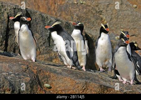 Großkrebs-Pinguin (Eudyptes sclateri), Kolonie auf Felsen, Neuseeland Stockfoto