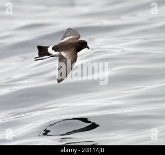 Elliots Sturmpetrel (Oceanites gracilis), im Flug über den pazifischen Ozean, Peru Stockfoto