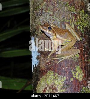 Dumerils Leuchtend-äugiger Frosch (Boophis tephraeomystax, Polypedates tephraeomystax) sitzt an einem Baumstamm, auf Madagaskar, Masoala Stockfoto