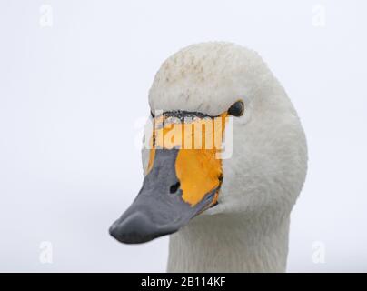 Whooper-Schwan (Cygnus cygnus), Porträt, Japan, Hokkaido, Kushiro Stockfoto