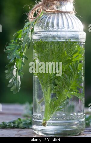 Gewöhnliches Wurmholz, Absinth-Wurmholz, Absinth-Sagewort (Artemisia absinthium), Schnaps aus Wurmholz, Deutschland Stockfoto