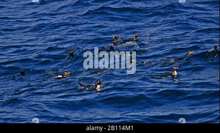 Großkrempelpinguin (Eudyptes sclateri), Schwimmgruppe, Neuseeland Stockfoto